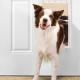 Plastic Pet Door - Large